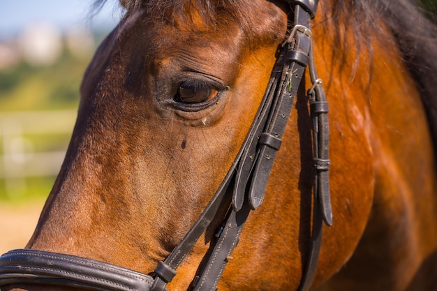 Aspecto de un caballo marrón en un espectáculo ecuestre.