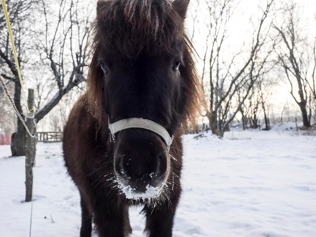 El aspecto de un mini caballo