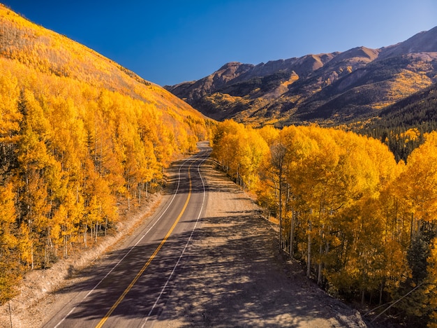 Aspen, folhas árvore