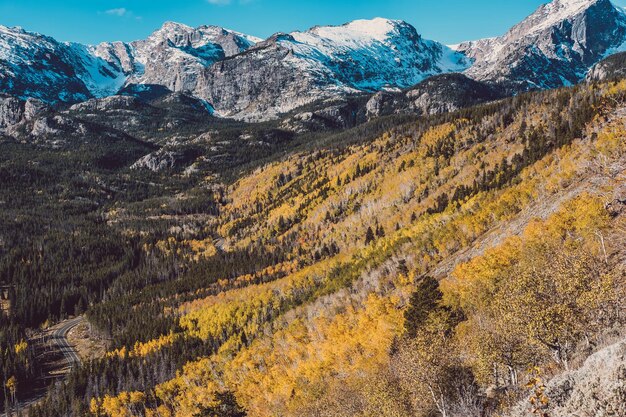 Aspen Grove en otoño en las Montañas Rocosas