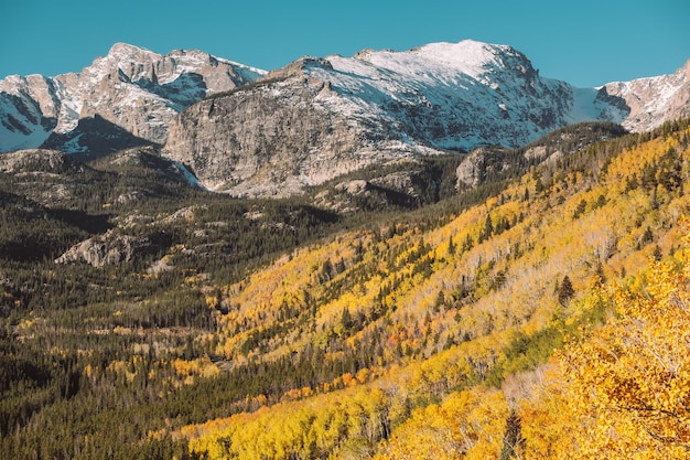 Aspen Grove en otoño en las Montañas Rocosas