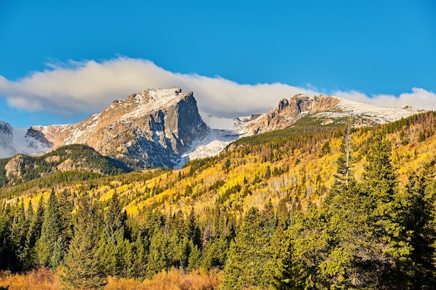 Aspen Grove en otoño en las Montañas Rocosas