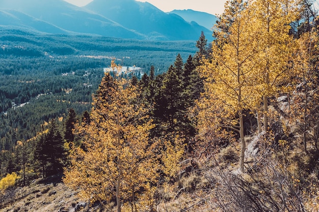 Aspen Grove en otoño en las Montañas Rocosas