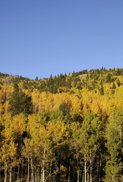 Aspen-Wald