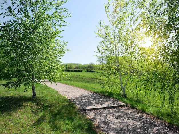 Asphaltierter Fußweg und Birken bei Sonnenaufgang