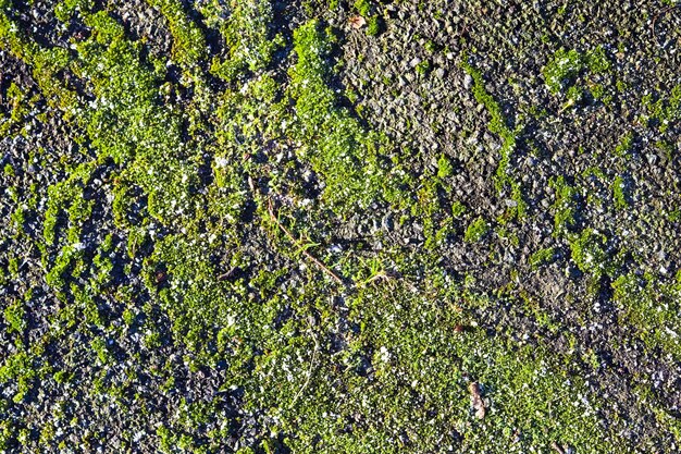 Asphaltoberfläche mit grünem Moos auf einer Waldstraße