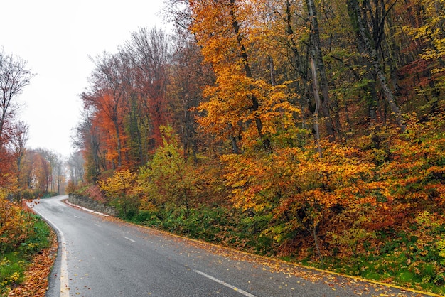 Asphaltstraße durch bunten Herbstwald