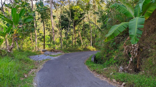 Asphaltstraße durch Waldbäume in den Bergen Indonesiens
