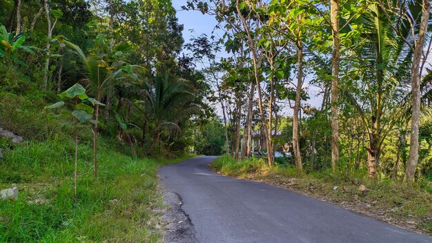 Asphaltstraße durch Waldbäume in den Bergen Indonesiens