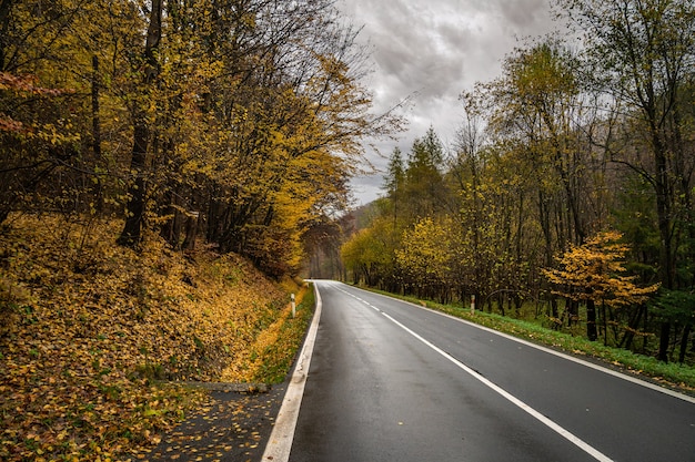 Asphaltstraße im Herbstwald.