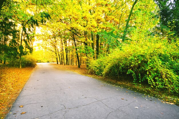 Asphaltstraße im Park mit bunten Blättern