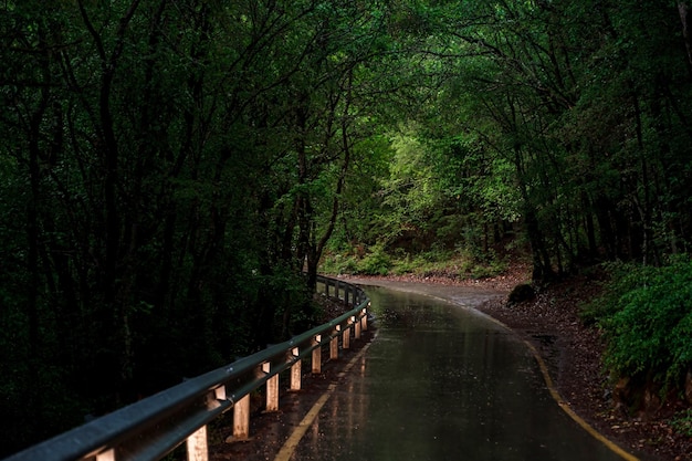 Asphaltstraße im Wald während des Regenabends im Frühjahr