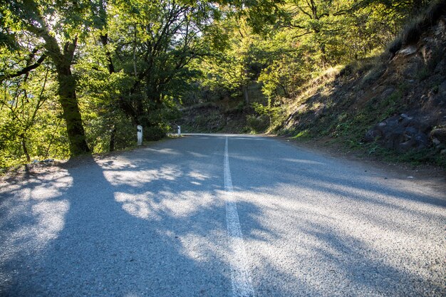 Asphaltstraße im Wald