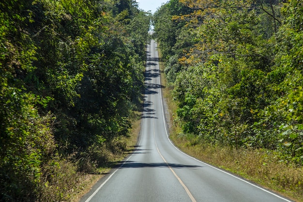 Asphaltstraße im Wald