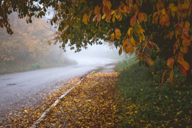 Asphaltstraße mitten im Park am Herbstmorgen. Bäume mit gelben und roten Blättern entlang der Straße im Park