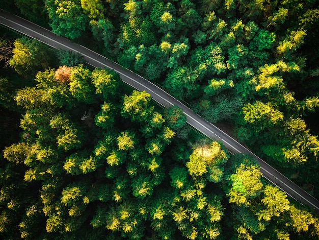 Asphaltstraße oder Pfad durch den Wald von oben nach unten Drohnenansicht