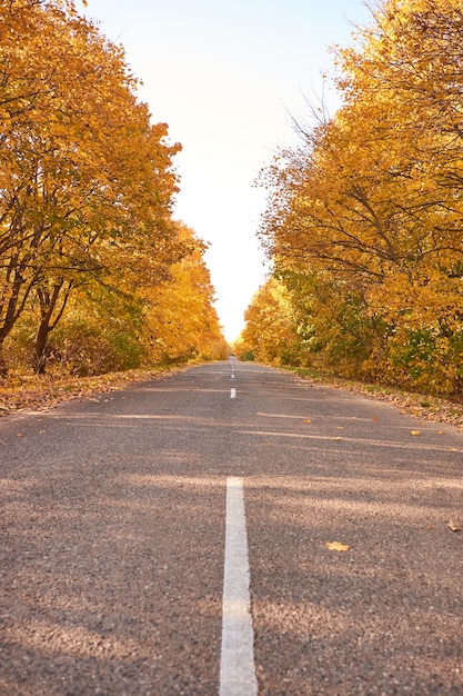 Asphaltstraße zwischen den gelben Herbstbäumen