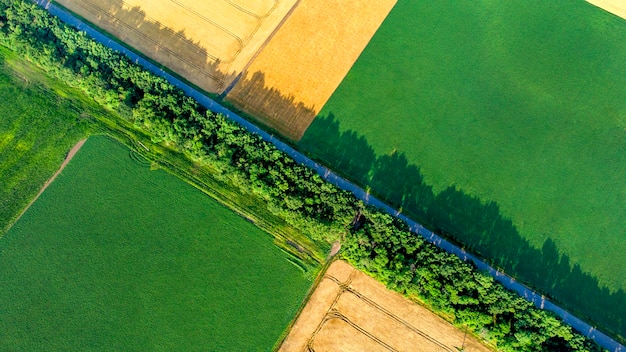 Asphaltstraße zwischen gelbem und grünem Feld am Sommertag Draufsicht