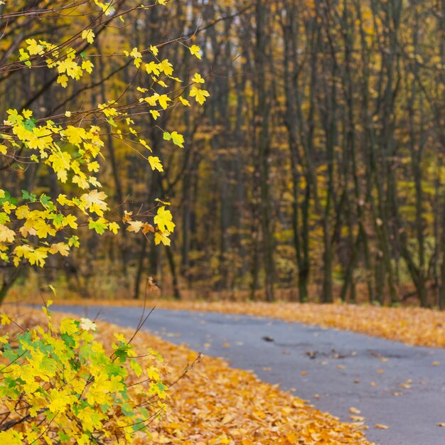 Asphaltweg im Herbstpark. Quadratisches Format