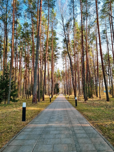 Asphaltweg im Park zwischen hohen Kiefern Sonnenstrahlen und Baumschatten Sonnenuntergang im Nadelwald Frühlingslandschaft