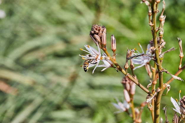 Asphodel ramificado Una especie de asphodel también conocida como King's Wand King's Staff y Small Asphodel su nombre botánico es Asphodelus Ramosus Bee en la recolección de polen de flores