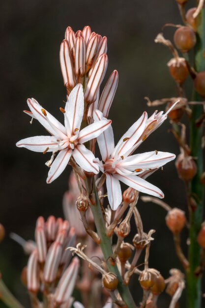 Asphodelus ramosus (asfódelo ramificado) flor