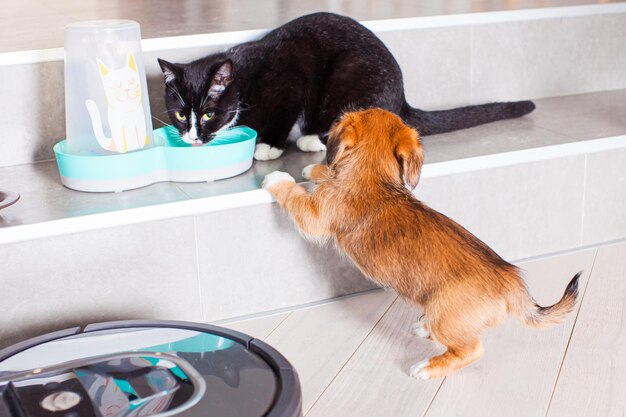 Aspirador de pó robótico limpando o quarto enquanto cachorro e gato comendo Animais de estimação amigáveis em casa