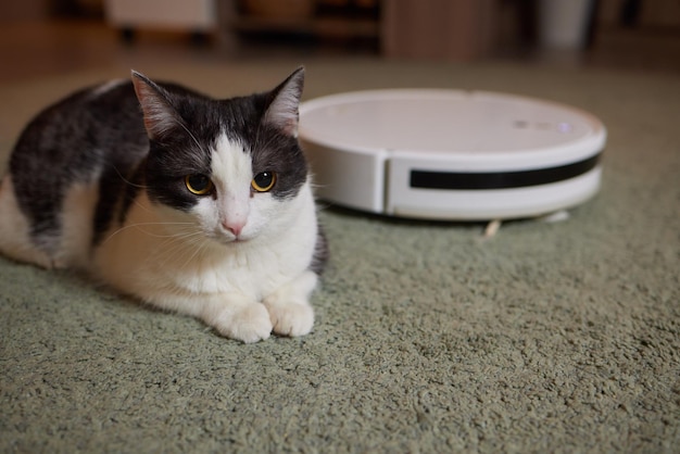 Aspirador robótico moderno e gato fofo no chão dentro de casa