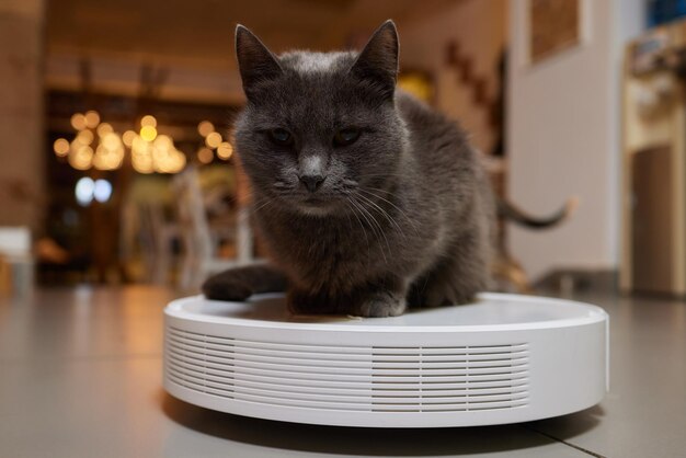 Aspirador robótico moderno e gato fofo no chão dentro de casa