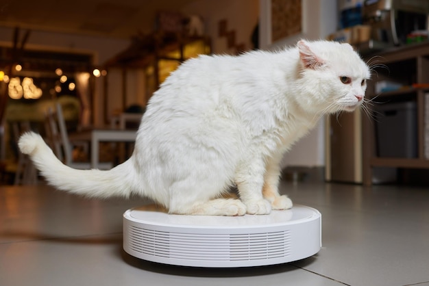 Aspirador robótico moderno e gato fofo no chão dentro de casa