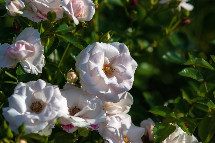 Foto aspirin floribunda rose, die im sommergarten blüht