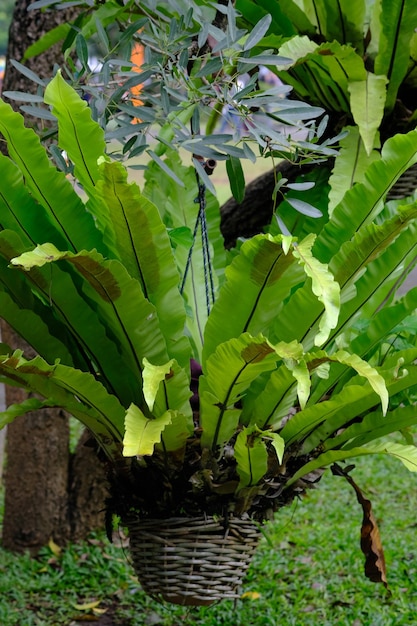 Asplenium nidus es una especie epífita de helecho de la familia Aspleniaceae bird'snest fern