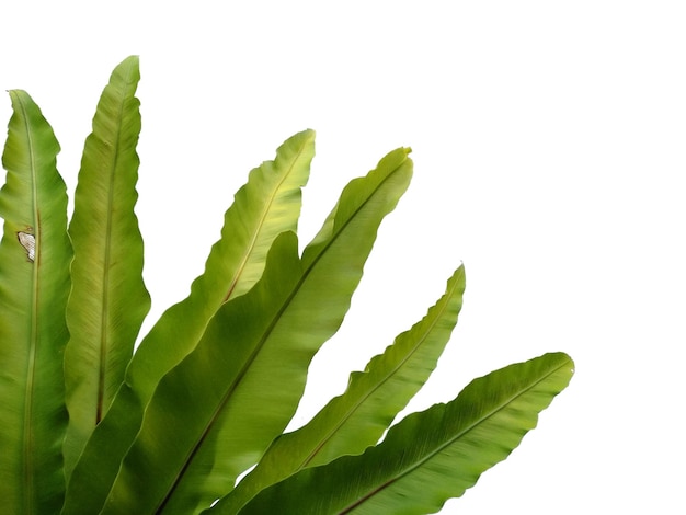 Asplenium-Nidus-Pflanze auf weißem Hintergrund