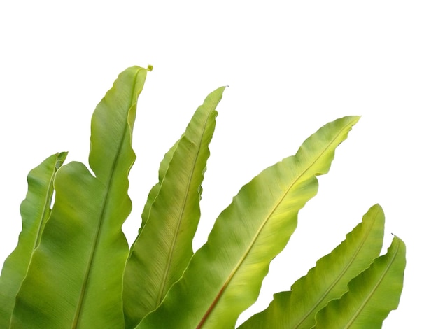 Asplenium nidus planta no fundo branco