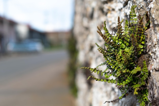 Asplenium trichomanes avenca crescendo em uma parede de pedra