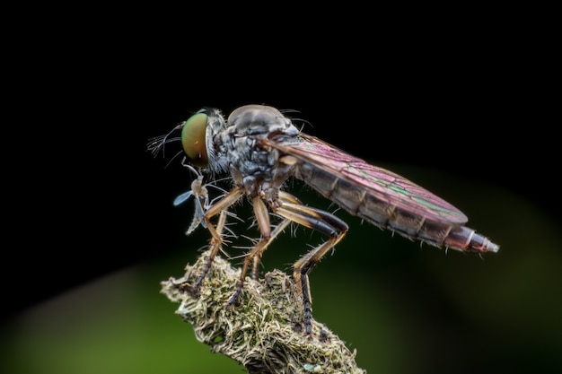 Assaltante voar comendo mosca