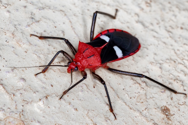 Assassin Bug der Art Neivacoris steini