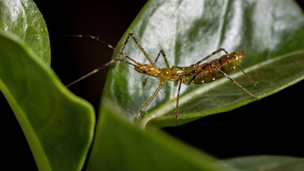 Assassin Bug Nymphe der Familie Reduviidae