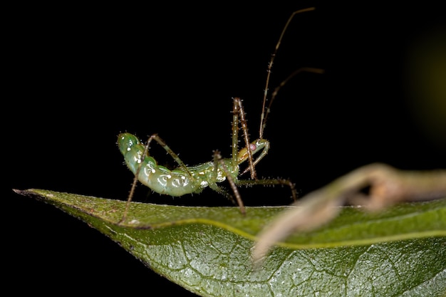 Assassin Bug Nymphe des Stammes Harpactorini