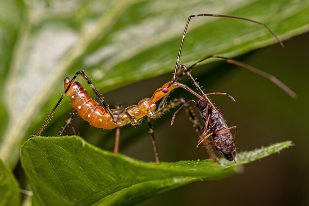 Assassin Bug Nymphe