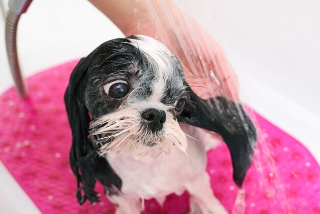 Asseio. dar banho no cachorro no chuveiro. cachorro molhado se banha. clínica de cuidado de animais domésticos.