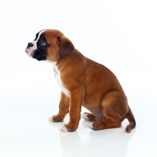 Assento adorável do cachorrinho do pugilista