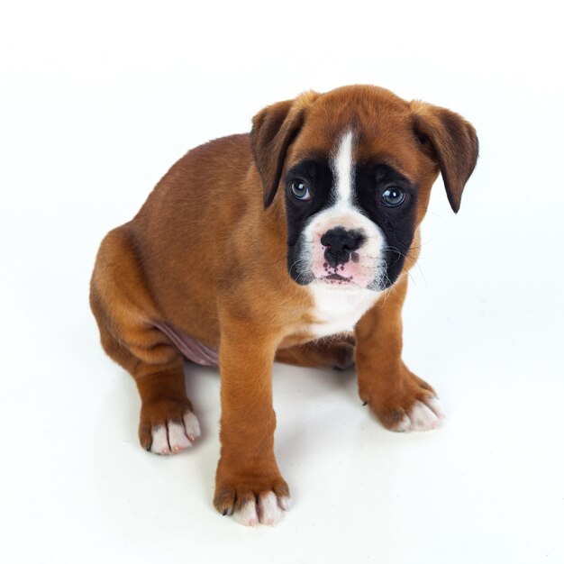 Assento adorável do cachorrinho do pugilista