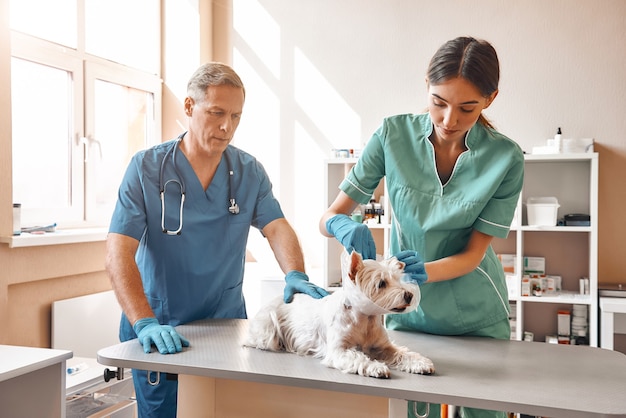 Assistent, der einem kleinen Hund ein Schutzhalsband anlegt, während ein männlicher Tierarzt mittleren Alters einen Patienten hält