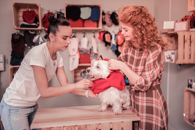 Assistente de loja ajudando. Agradável assistente de loja de cabelos escuros em pet shop ajudando mulher a vestir roupas