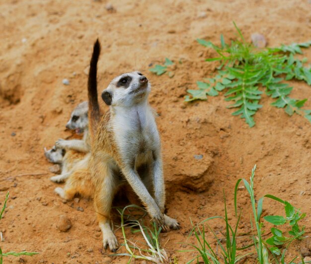 Assistindo pequeno suricate selvagem meerkat