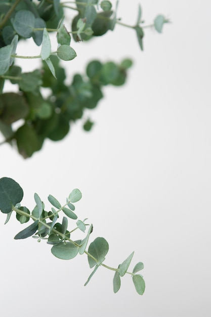 Assortimento de plantas de casa verdes de natureza morta