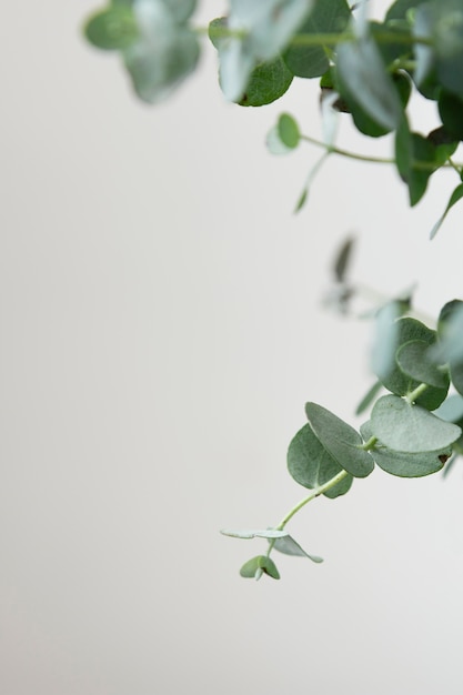 Assortimento de plantas de casa verdes de natureza morta