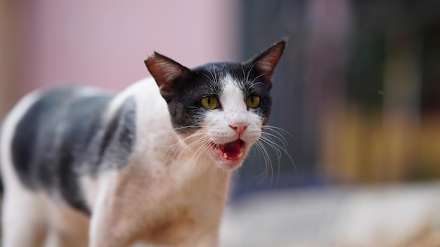 Foto assustador gato selvagem hd de alta resolução