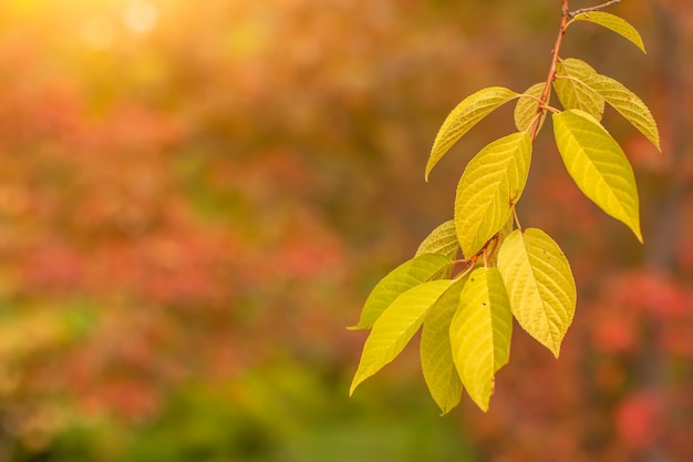 Ast eines Baumes mit herbstgelben Blättern